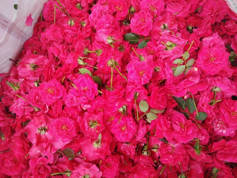 Fresh Light Pink Button Rose Flower 02