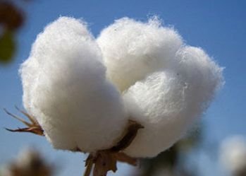 Long staple DCH 32 Raw Cotton