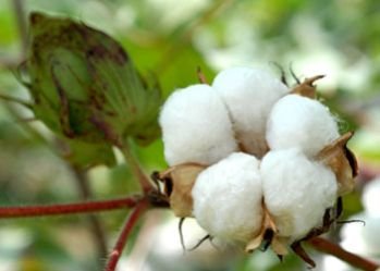 Short Staple Jaydhar Raw Cotton