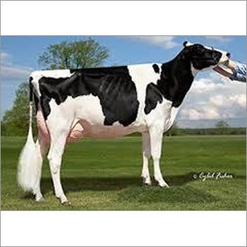 Holstein Friesian Bull 02