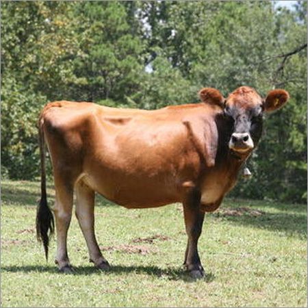 Jersey Cow 01