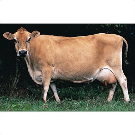 Jersey Cow 03