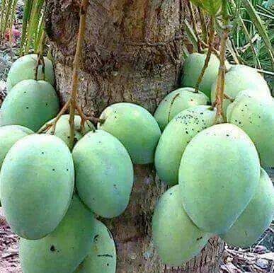 Organic Kesar Mango 01