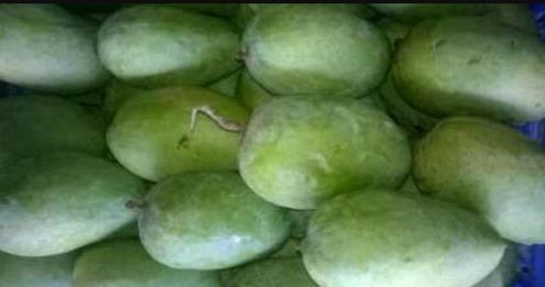 Organic Kesar Mango 02