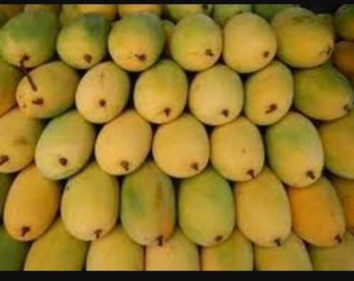 Organic Kesar Mango 03