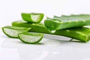 Aloe Vera Leaf 04