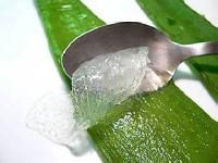 Aloe Vera Pulp 02