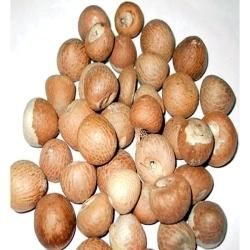 Areca Nuts 01