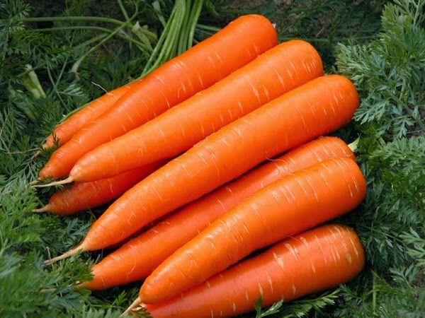 Fresh Carrot 02