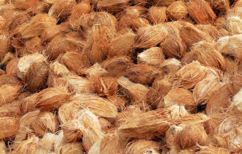 Semi Husked Coconut 01