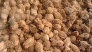 Semi Husked Coconut 02