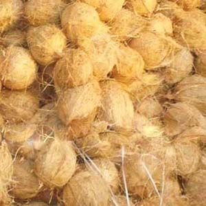 Semi Husked Coconut 03