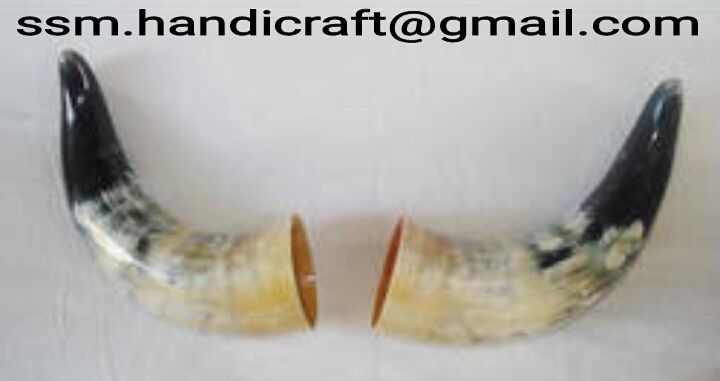 Cow Horn