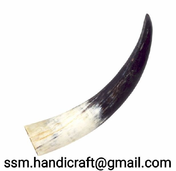 Cow Horn