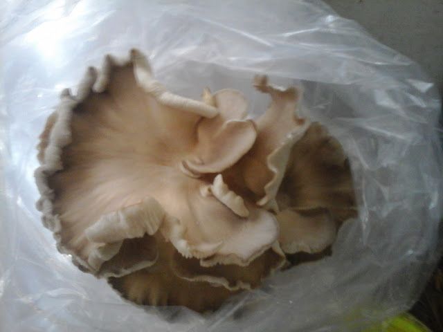Oyster Mushroom 04