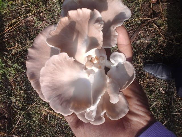 Oyster Mushroom 05