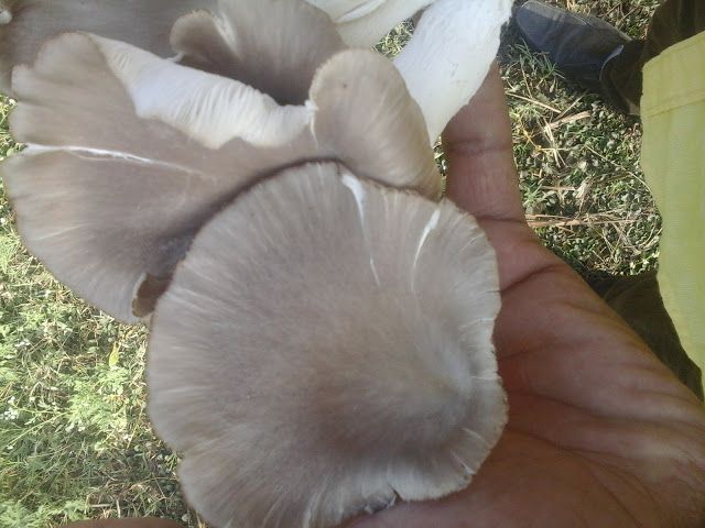 Oyster Mushroom 06