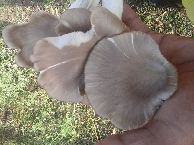 Oyster Mushroom 07