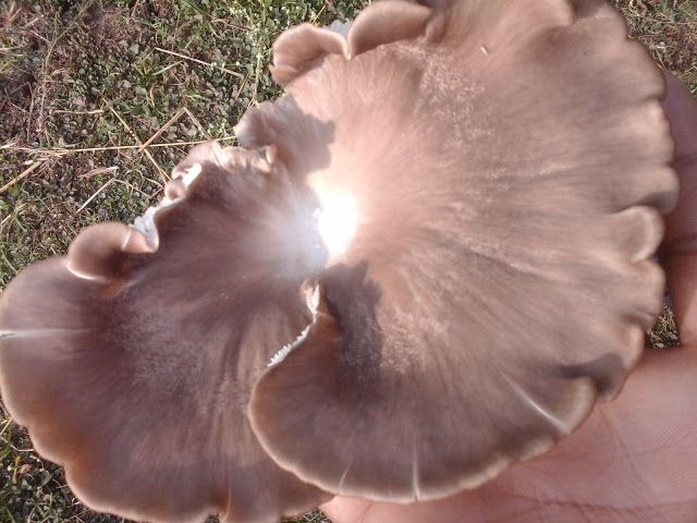 Oyster Mushroom 08