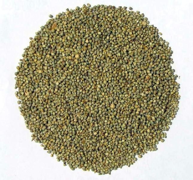 Pearl Millet Seeds 01