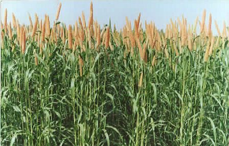 Pearl Millet Seeds 02