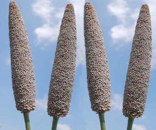 Pearl Millet Seeds 03