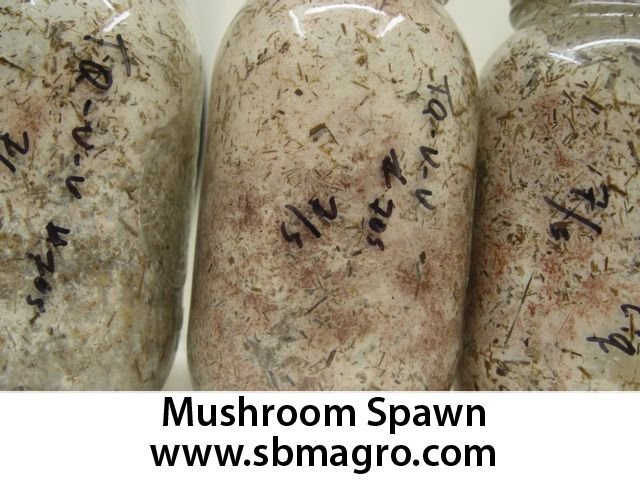 Mushroom Culture