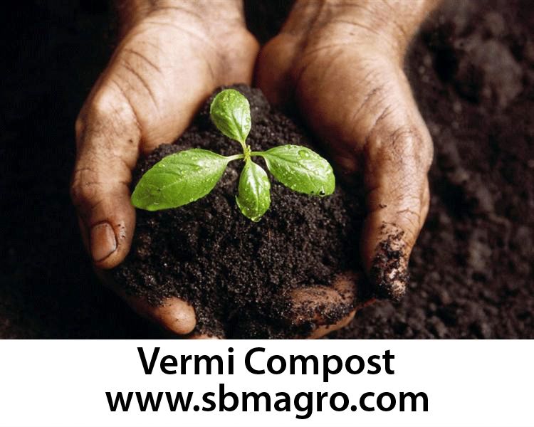 Vermi Compost