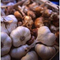 Fresh Garlic 02