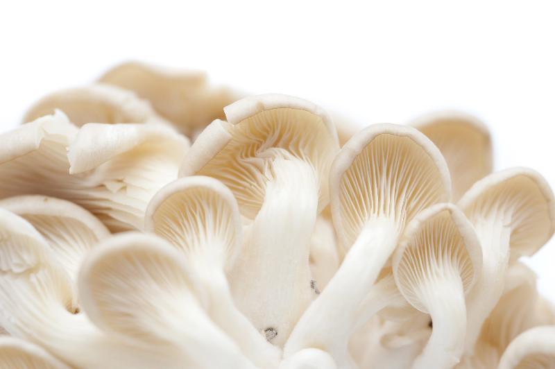 Fresh Oyster Mushroom 01