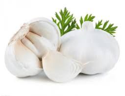 Fresh Garlic 02