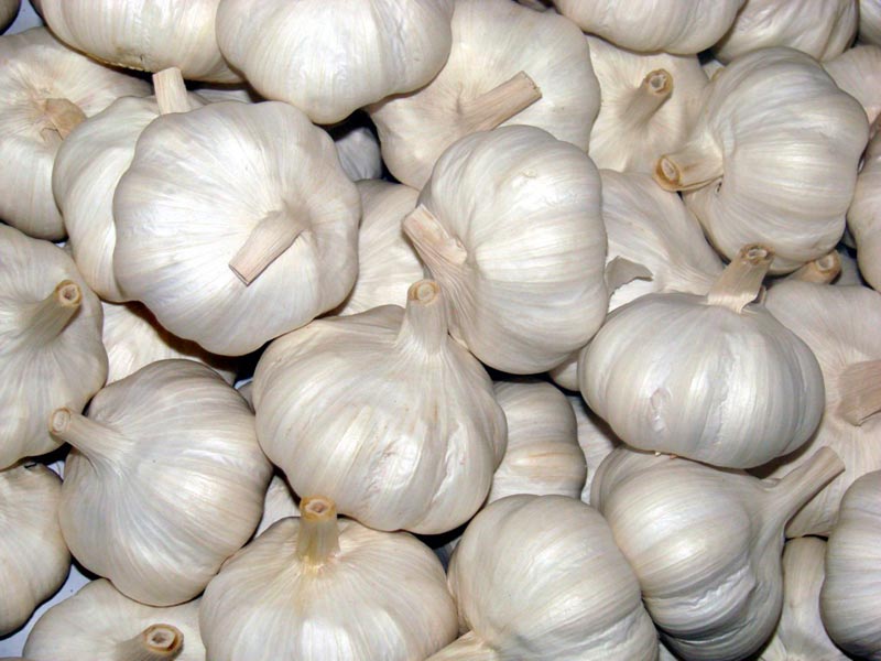 Fresh Garlic 04