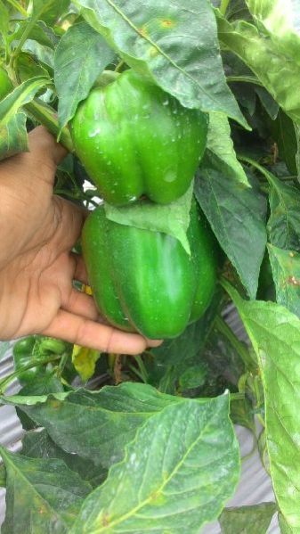 Fresh Capsicum 01