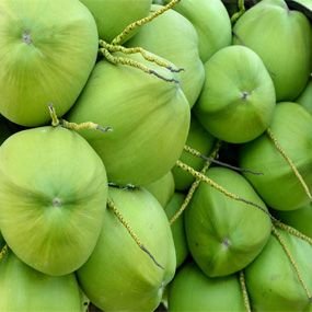 Fresh Coconut 01