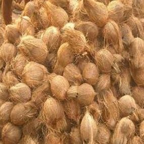 Fresh Coconut 02