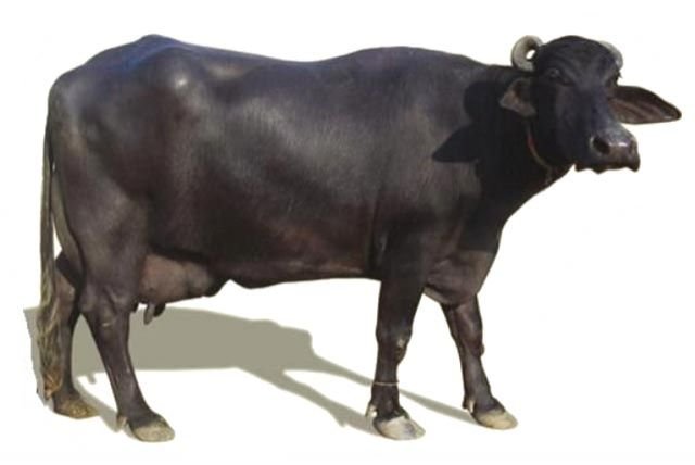 Murrah Buffalo 01