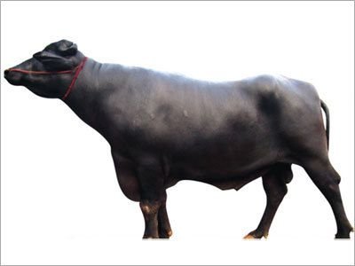 Murrah Buffalo 02