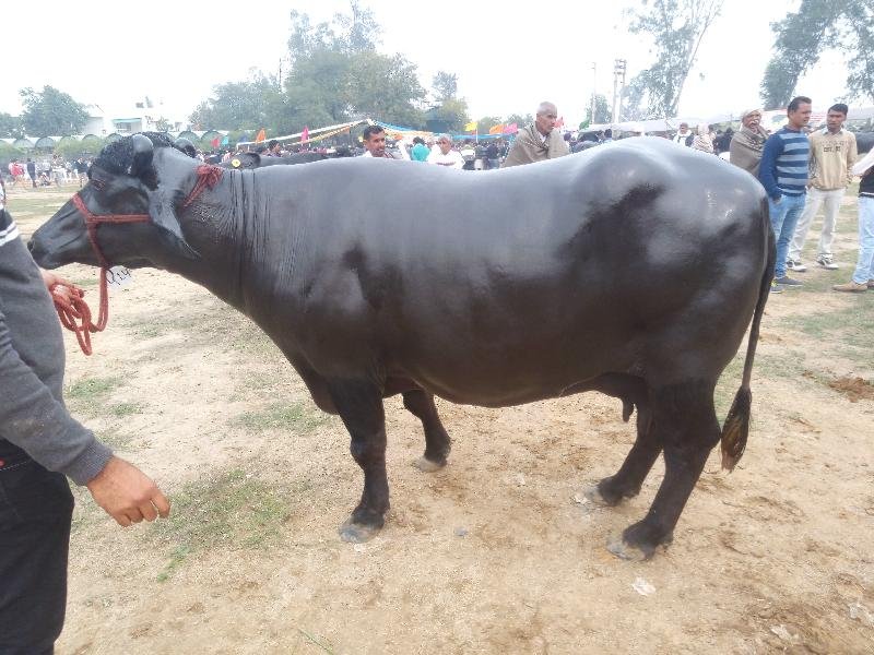 Murrah Buffalo 03