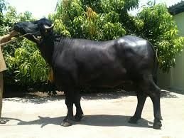 Murrah Buffalo 05