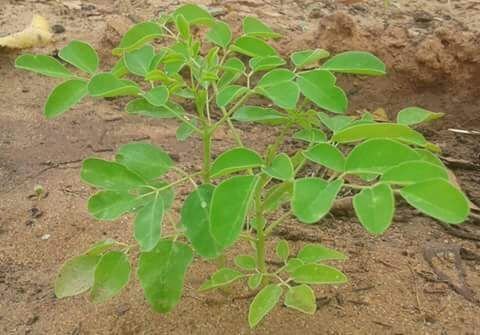 Moringa Plant 01