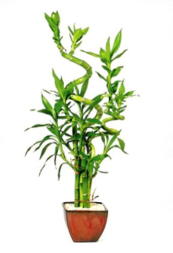 Natural Bamboo Plants 01