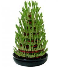 Natural Bamboo Plants 04