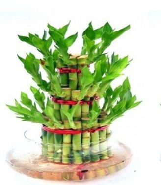 Natural Bamboo Plants 06