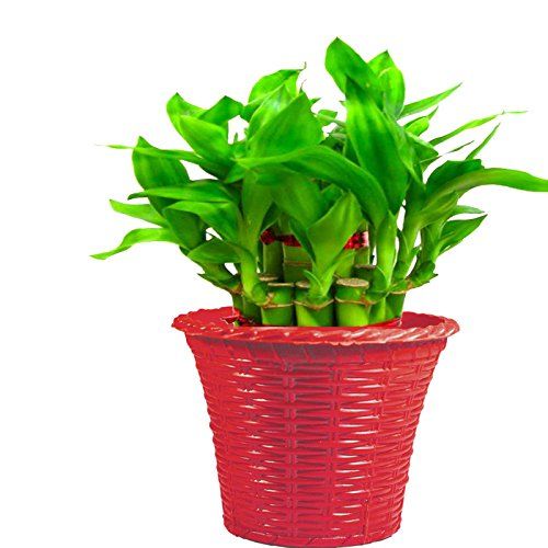 Natural Bamboo Plants 08