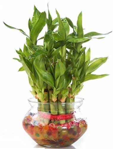 Natural Bamboo Plants 09