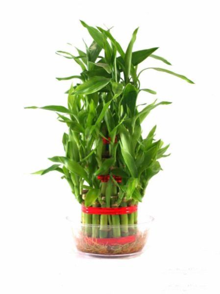 Natural Bamboo Plants 11