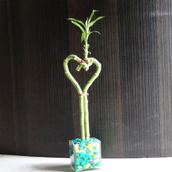 Natural Bamboo Plants 12