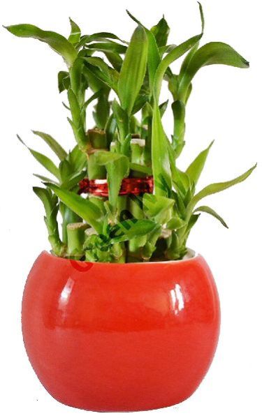 Natural Bamboo Plants 13