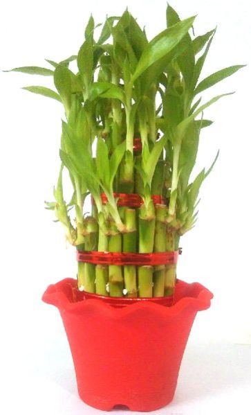 Natural Bamboo Plants 14