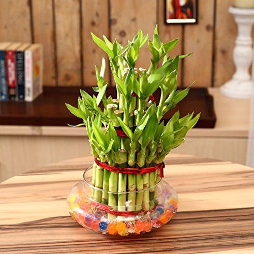 Natural Bamboo Plants 15